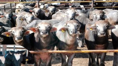 صورة وزير الزراعة يوافق على صرف 154 مليون جنيه جديدة لمشروع البتلو