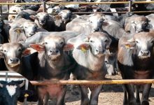 صورة “الزراعة” تصدر 987 ترخيص تشغيل لكافة أنشطة ومشروعات الإنتاج الحيواني والداجني