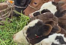 صورة وزير الزراعة ” يوافق على تمويل جديد لمشروع “البتلو” بقيمة 57.3 مليون جنيه