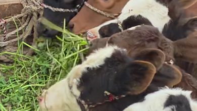 صورة وزير الزراعة ” يوافق على تمويل جديد لمشروع “البتلو” بقيمة 57.3 مليون جنيه