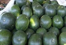 صورة “نقيب الفلاحين” يكشف أسباب ارتفاع اسعار البطيخ