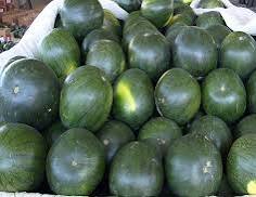 صورة “نقيب الفلاحين” يكشف أسباب ارتفاع اسعار البطيخ