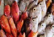 صورة أسعار الأسماك اليوم بمنافذ التموين “كاري أون