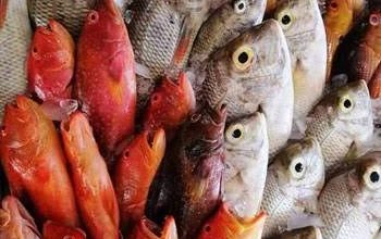 صورة أسعار الأسماك اليوم بمنافذ التموين “كاري أون