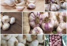 صورة “الزراعة” تعلن فتح أسواق “الأوروجواي” أمام البصل والثوم المصري