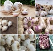 صورة “الزراعة” تعلن فتح أسواق “الأوروجواي” أمام البصل والثوم المصري