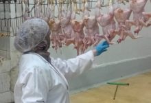 صورة محافظ الجيزة يتابع خطة الإشراف البيطري علي أعمال مجازر الدواجن