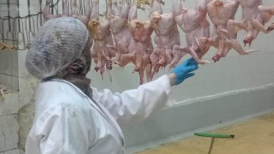 صورة محافظ الجيزة يتابع خطة الإشراف البيطري علي أعمال مجازر الدواجن