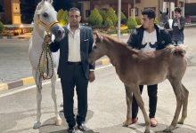صورة التعاونية العامة لتربية الخيول: انطلاق الرسالة الرابعة للخيول المصدرة الي الاردن
