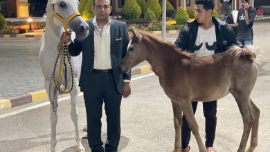 صورة التعاونية العامة لتربية الخيول: انطلاق الرسالة الرابعة للخيول المصدرة الي الاردن