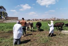 صورة “الزراعة”: تحصين أكثر من 2.4 مليون رأس ماشية ضمن الحملة القومية ضد الحمى القلاعية وحمى الوادي