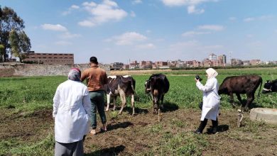 صورة “الزراعة”: تحصين أكثر من 2.4 مليون رأس ماشية ضمن الحملة القومية ضد الحمى القلاعية وحمى الوادي