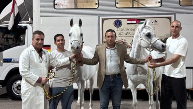 صورة “العامة للخيول”: تصدير أول شحنة للعراق بعد توقف 18 عاما
