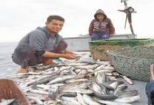 صورة أسعار الاسماك والمأكولات البحرية اليوم الثلاثاء في الأسواق