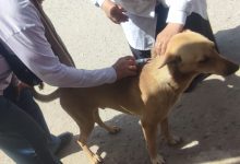 صورة الجيزة تحاصر ظاهرة إنتشار الكلاب الضالة بالتعاون مع الطب البيطرى و المجتمع المدنى