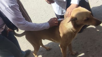 صورة الجيزة تحاصر ظاهرة إنتشار الكلاب الضالة بالتعاون مع الطب البيطرى و المجتمع المدنى